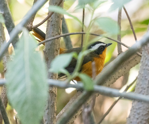 Rüppell's Robin-Chat (Cossypha semirufa), photo 4