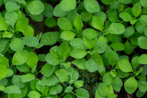 iNaturalist observation photo of Petty Spurge