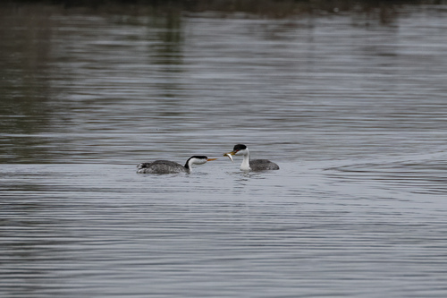iNaturalist observation photo of Western and Clark's Grebes