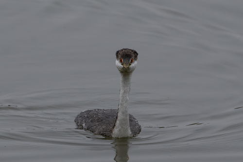 iNaturalist observation photo of Western Grebe