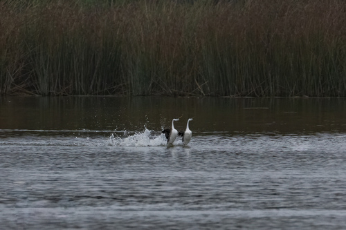 iNaturalist observation photo of Western Grebe