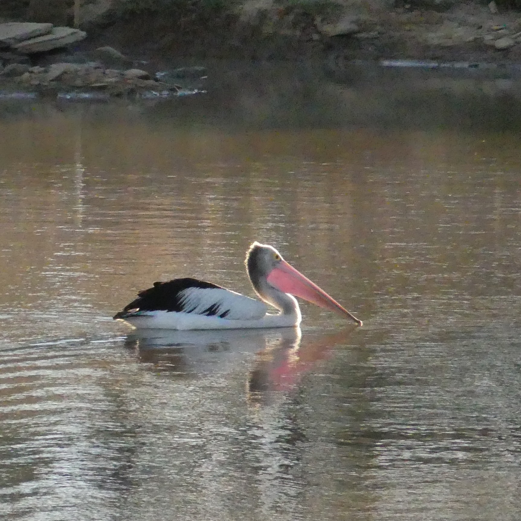 Australian Pelican (Pelecanus conspicillatus), photo 1