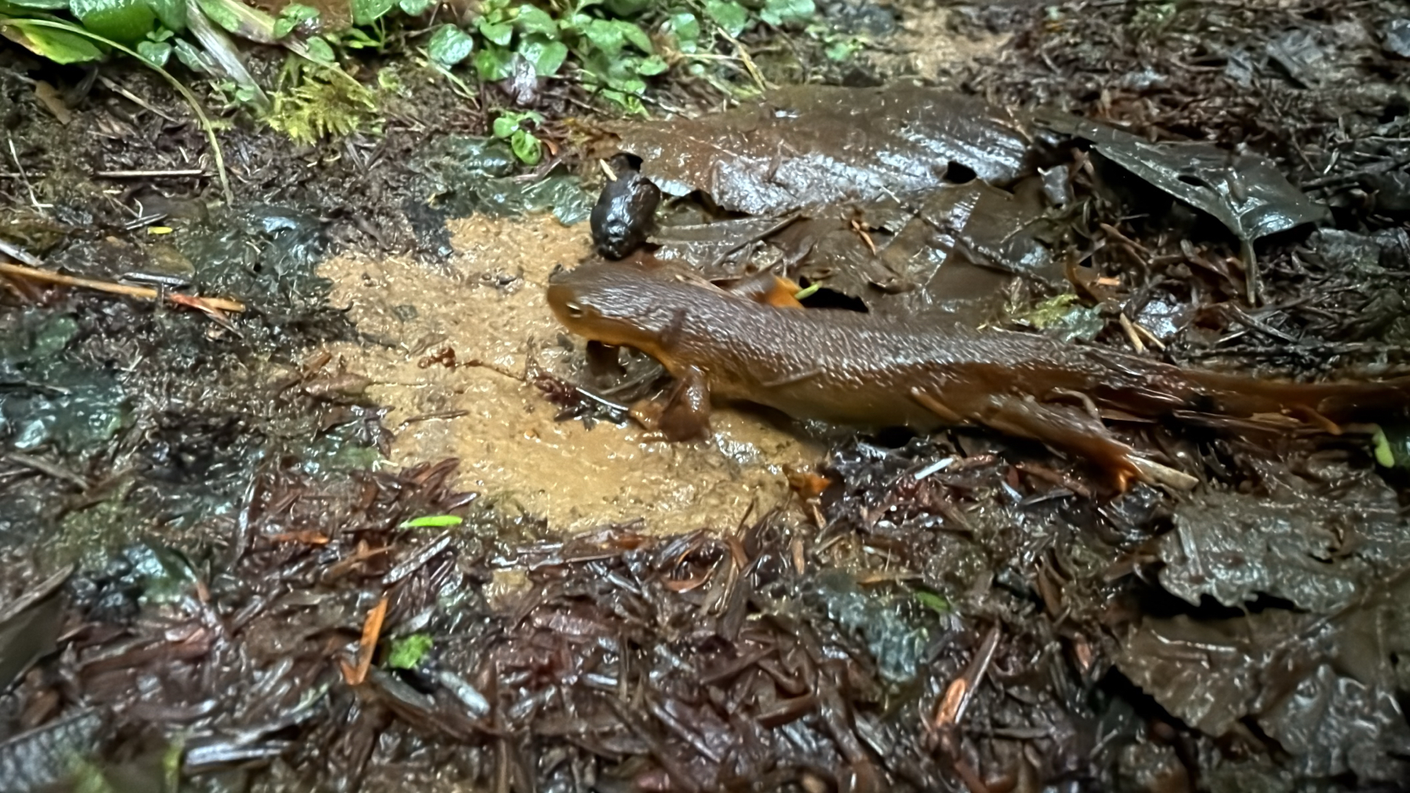 Taricha granulosa (Skilton, 1849)