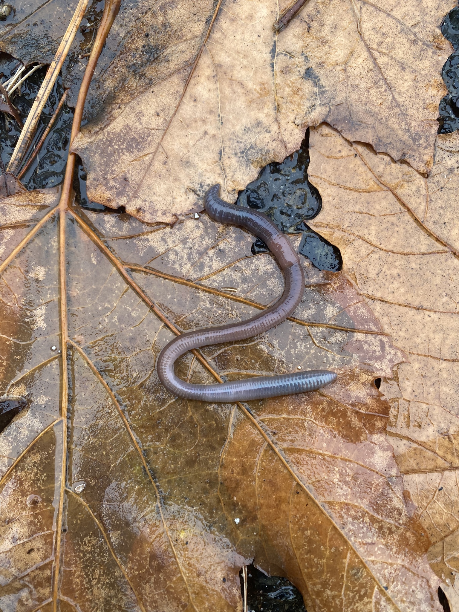 Aporrectodea caliginosa trapezoides (Dugés, 1828)
