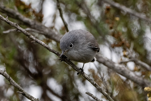 iNaturalist observation photo of Blue-gray Gnatcatcher