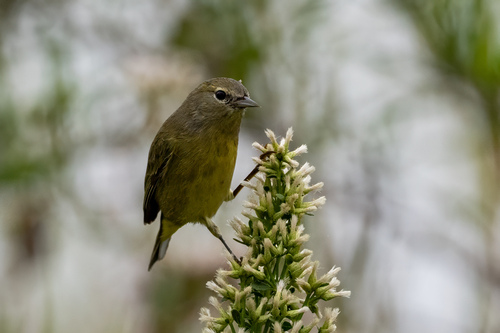 iNaturalist observation photo of Orange-crowned Warbler