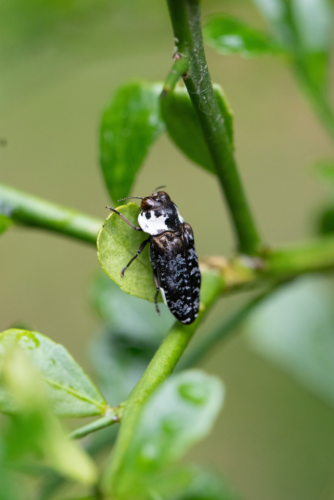 Hypocisseis pilosicollis
