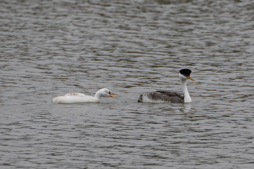 iNaturalist observation photo of Western Grebe