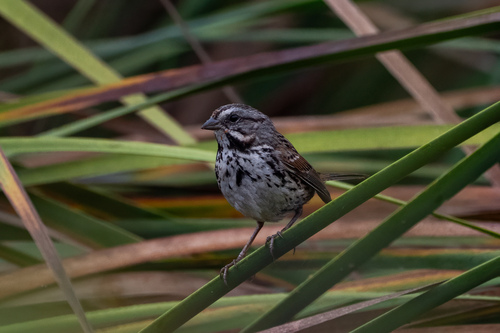 iNaturalist observation photo of Song Sparrow