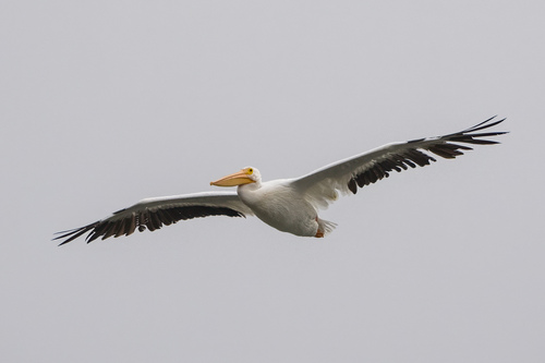 iNaturalist observation photo of American White Pelican