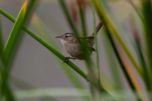 iNaturalist observation photo of Marsh Wren