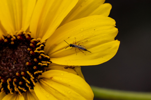 iNaturalist observation photo of Ichneumonid Wasps