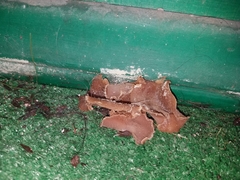 Peziza domiciliana
