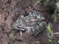 Leptodactylus latinasus