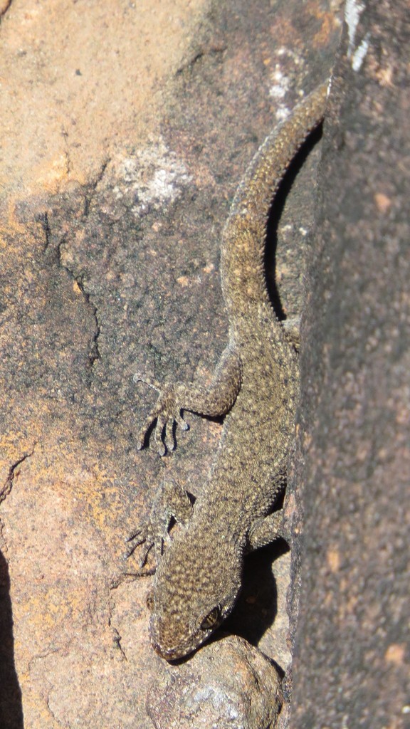 Uruguay Marked Gecko