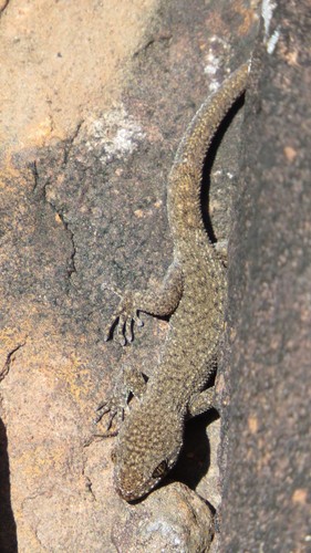 Uruguay Marked Gecko, Homonota uruguayensis