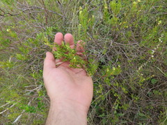 Croton cuchillae-nigrae