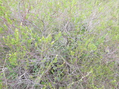 Croton cuchillae-nigrae