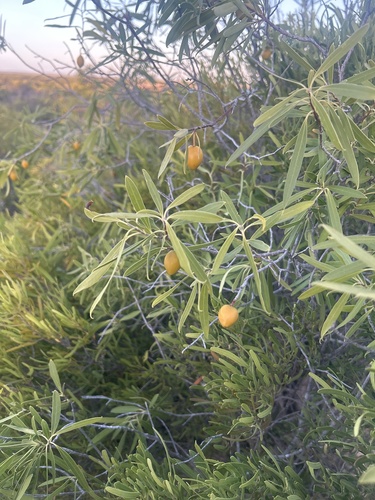 Native apricot
