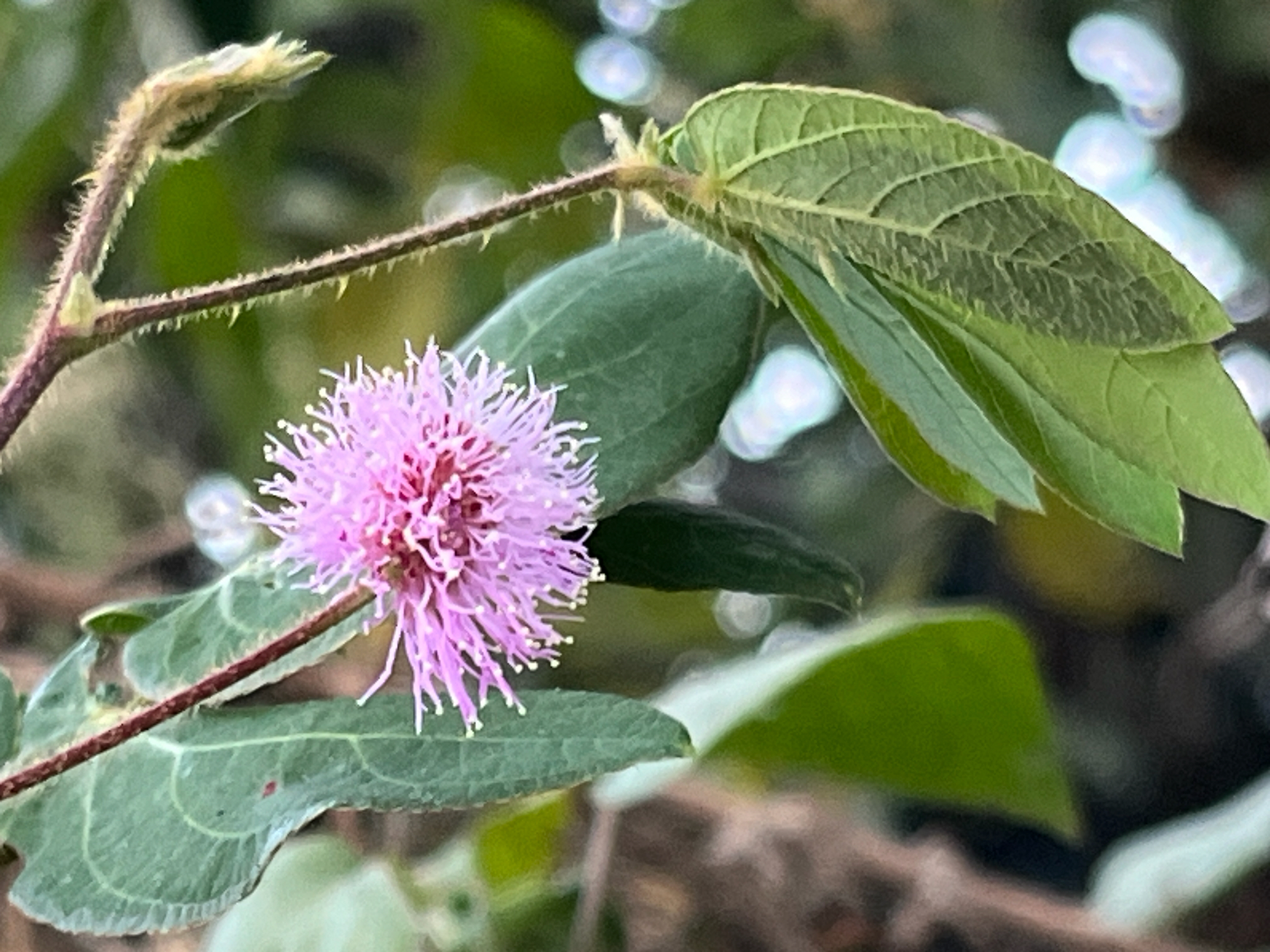 Sensitive plant