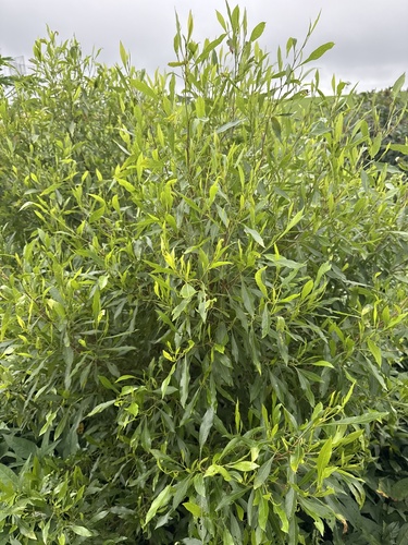 Dodonaea viscosa observed 2026-01-04
