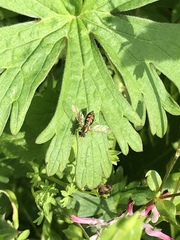 Toxomerus marginatus