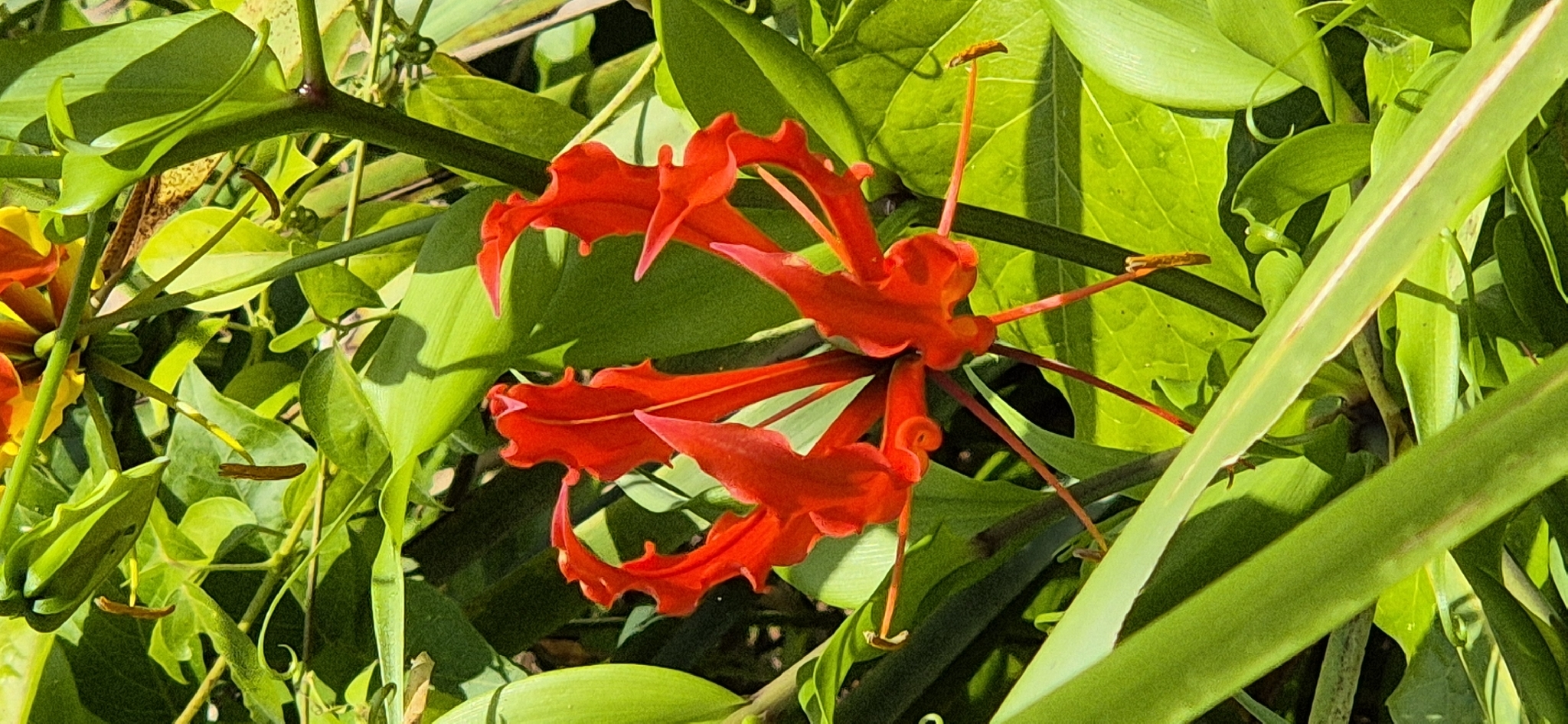 Imagem de Gloriosa