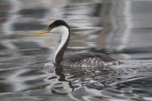 Western Grebe (Aechmophorus occidentalis), photo 4