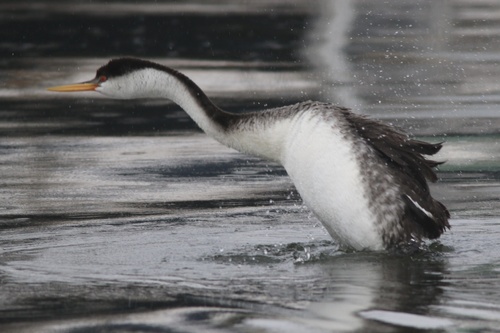 Western Grebe (Aechmophorus occidentalis), photo 5