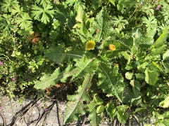 Sonchus
