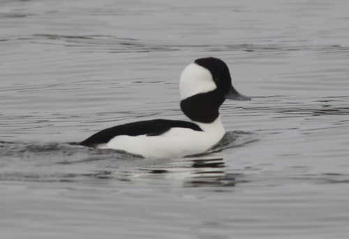Bufflehead (Bucephala albeola), photo 8