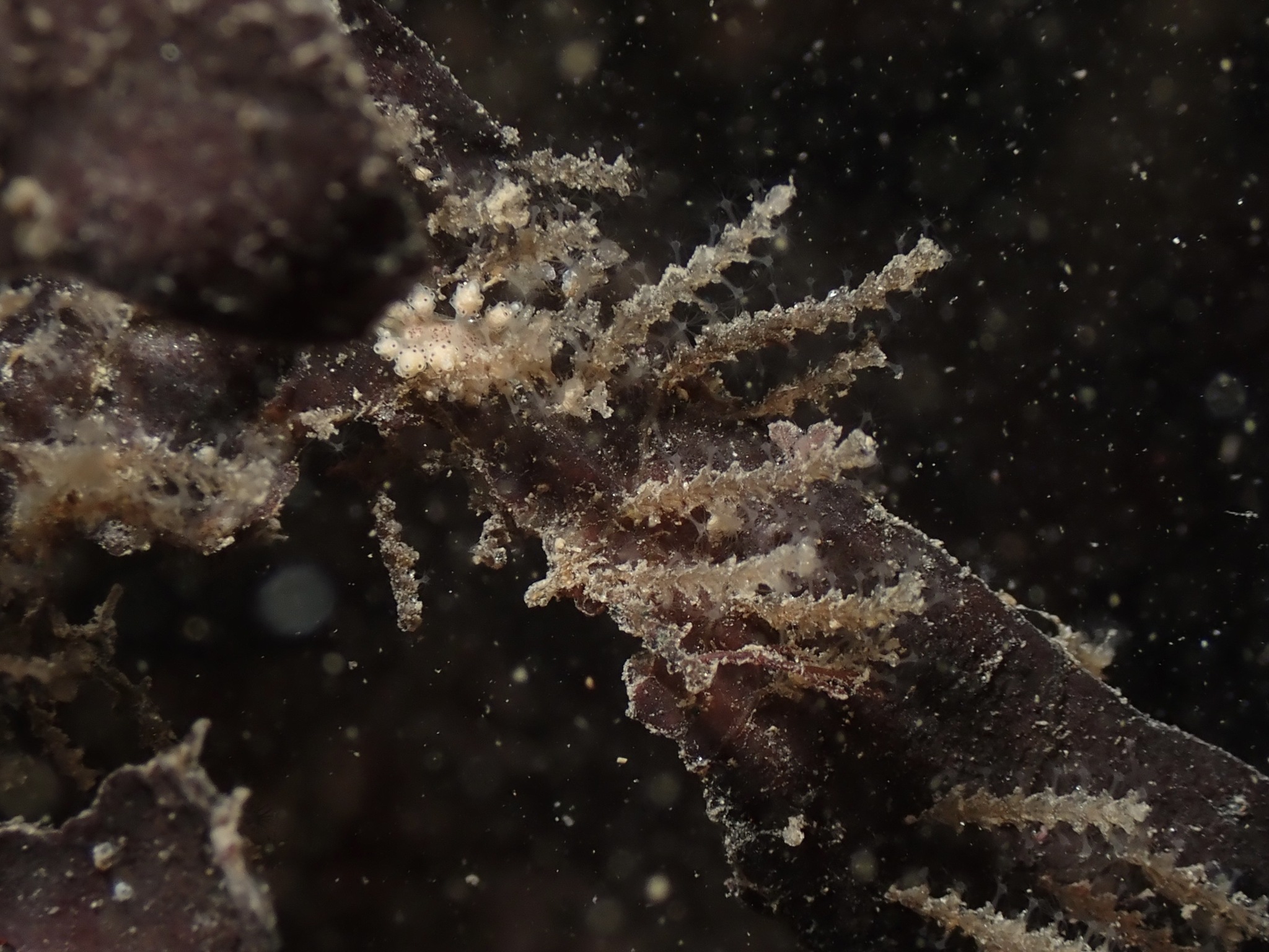 Dynamena pumila (Linnaeus, 1758)