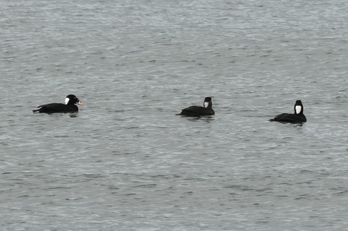 Surf Scoter (Melanitta perspicillata), photo 6