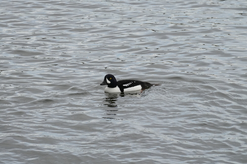 Barrow's Goldeneye (Bucephala islandica)