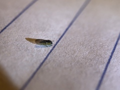 Blastopsylla occidentalis