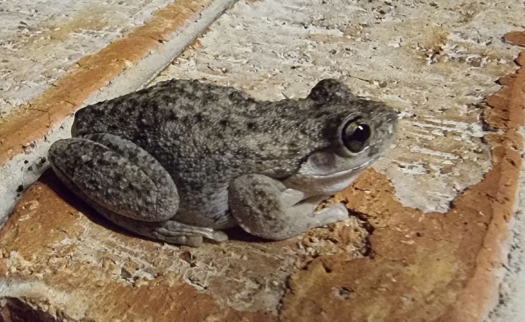 Litoria peronii (Tschudi, 1838)