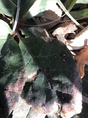 Microsphaeropsis hellebori