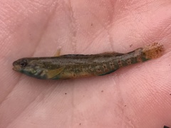 Etheostoma lepidum