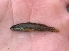 Etheostoma lepidum