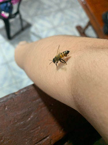 Western Honey Bee