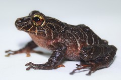 Pristimantis latidiscus