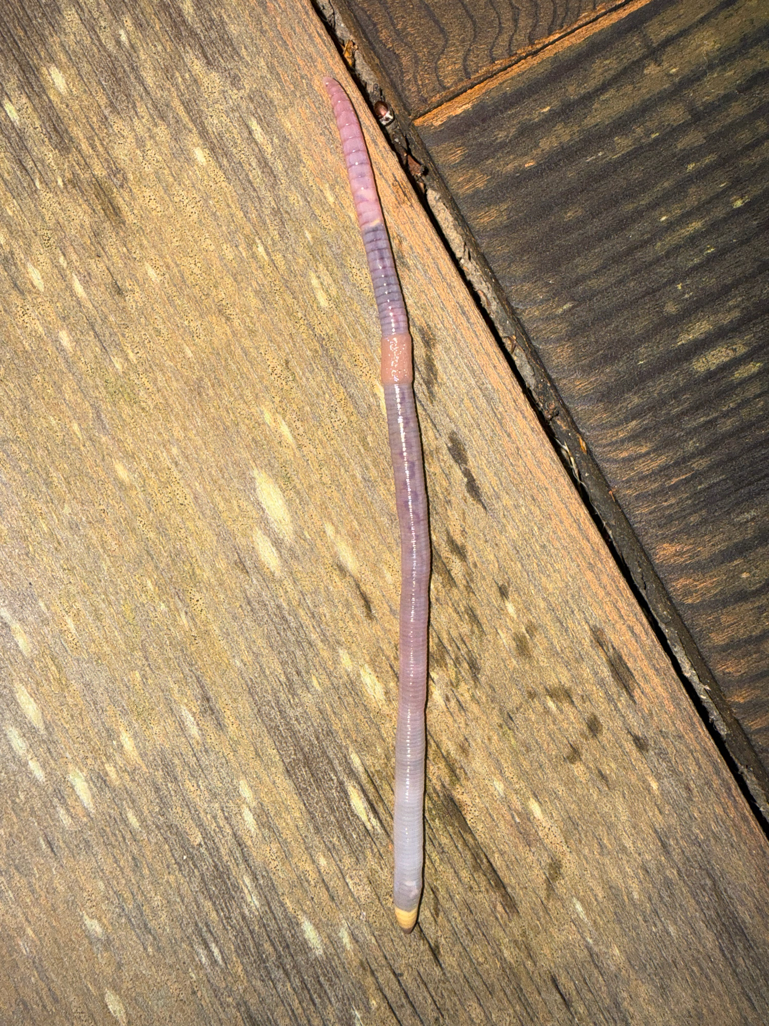 Octolasion cyaneum (Savigny, 1826)
