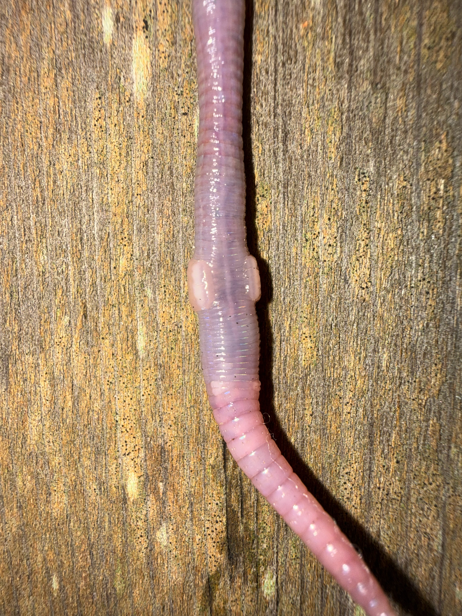 Octolasion cyaneum (Savigny, 1826)