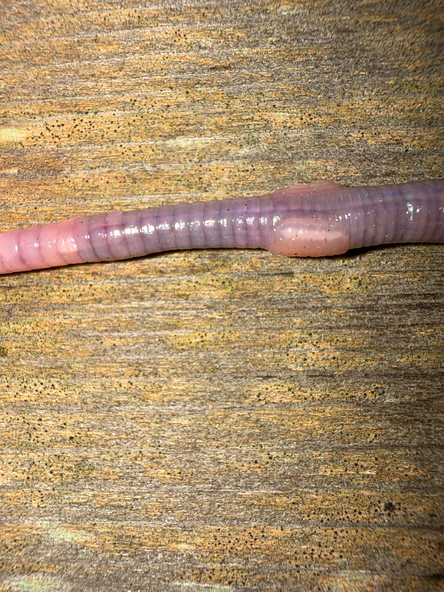 Octolasion cyaneum (Savigny, 1826)