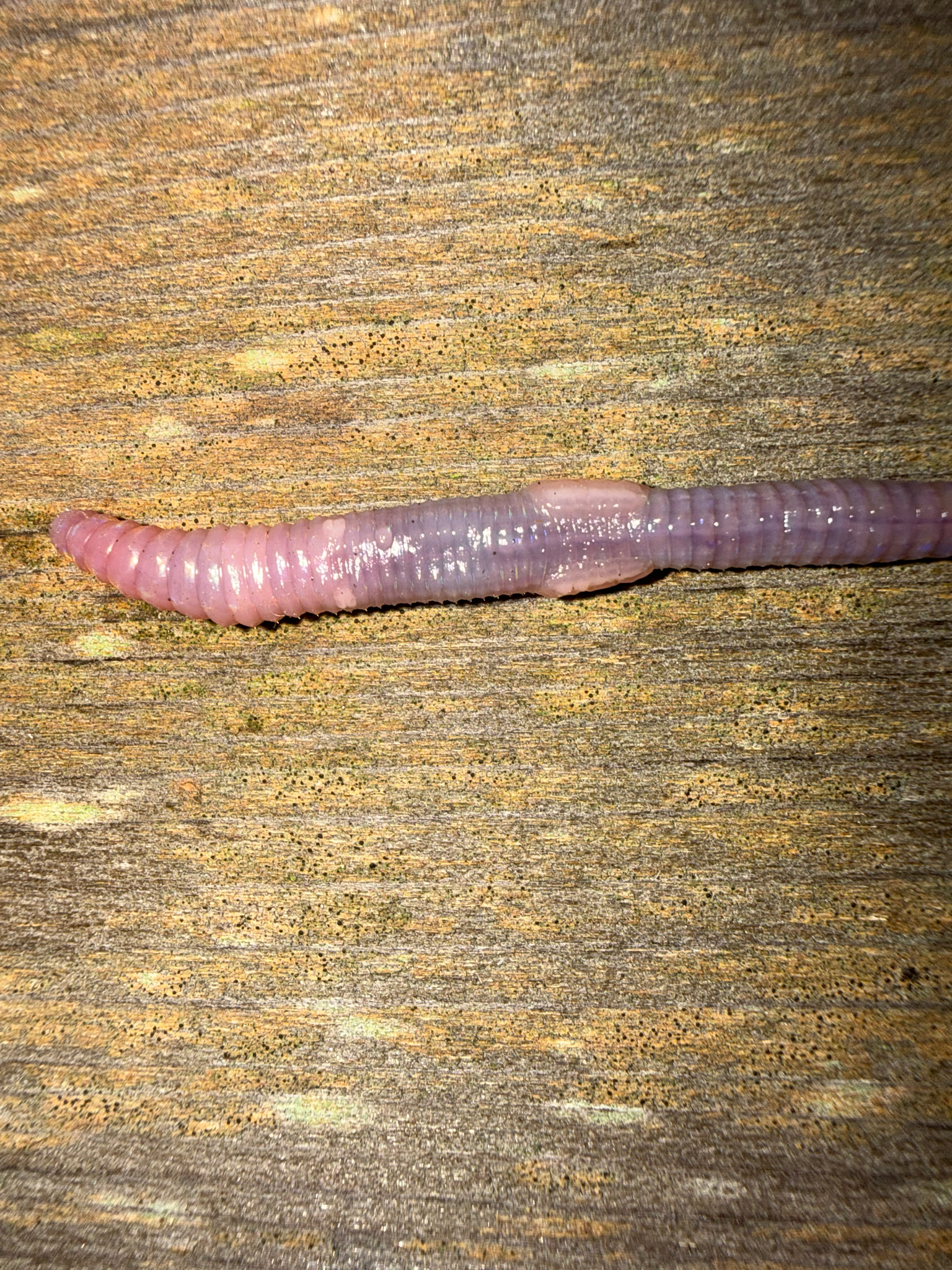 Octolasion cyaneum (Savigny, 1826)