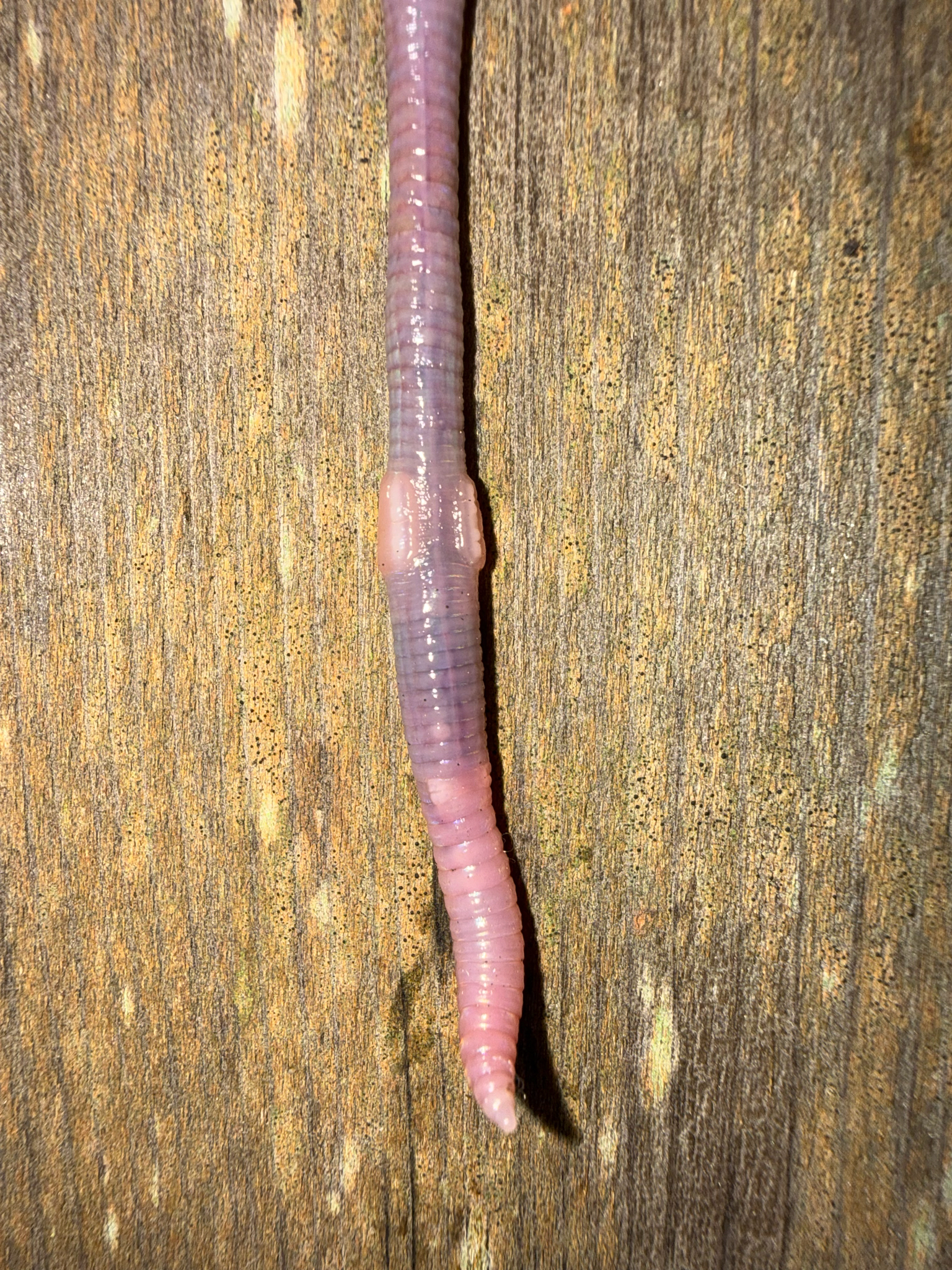Octolasion cyaneum (Savigny, 1826)