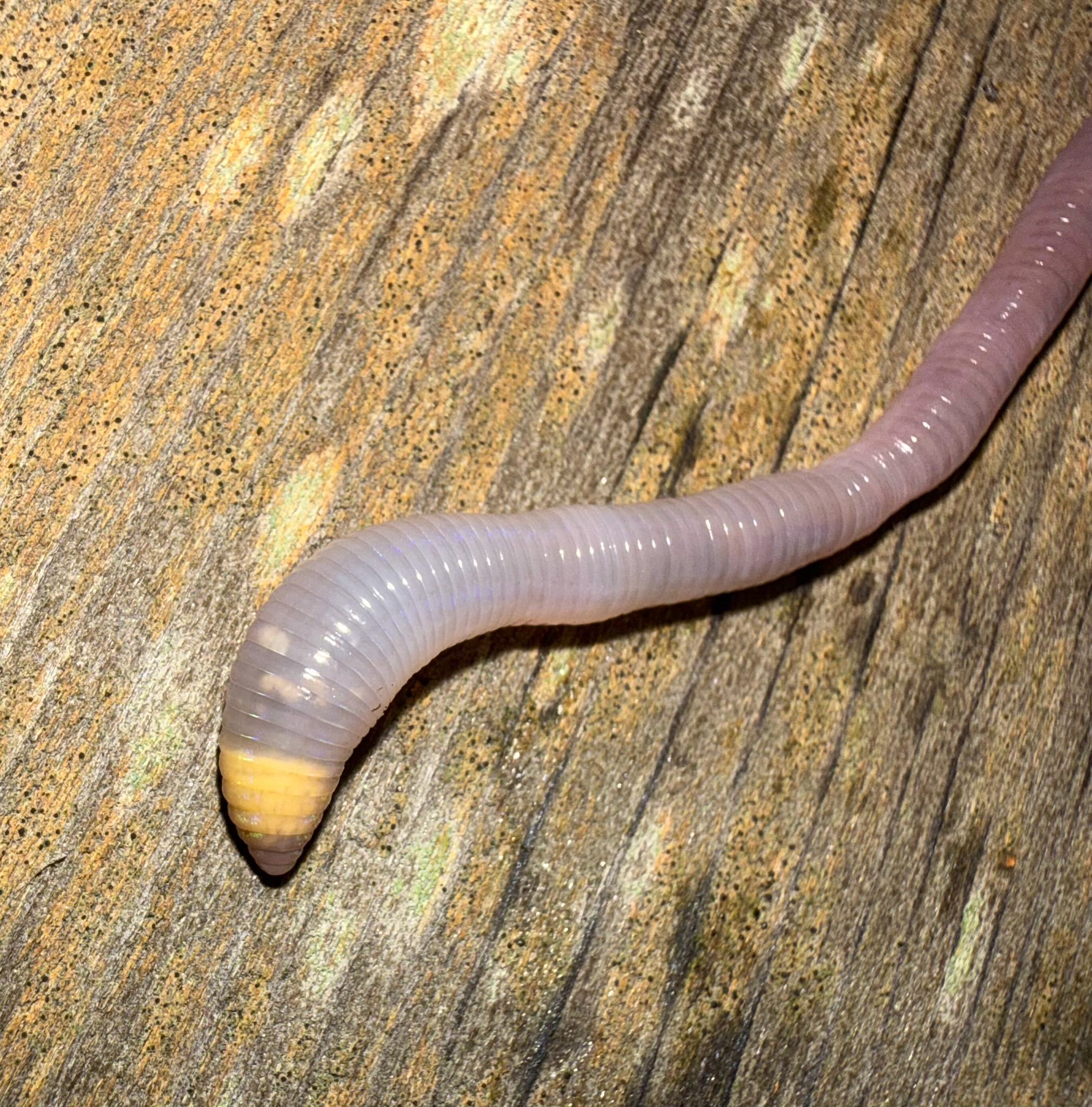 Octolasion cyaneum (Savigny, 1826)