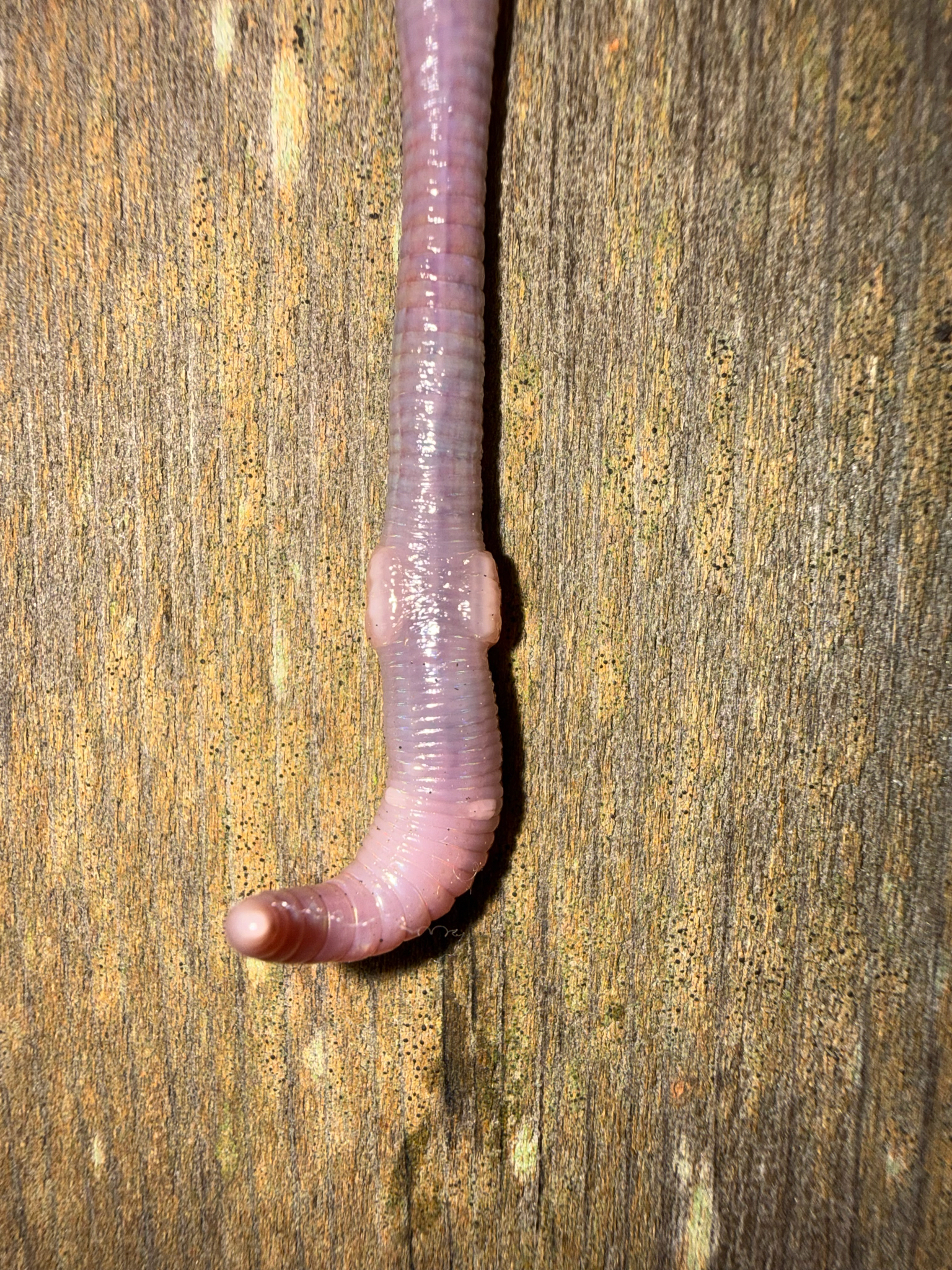 Octolasion cyaneum (Savigny, 1826)