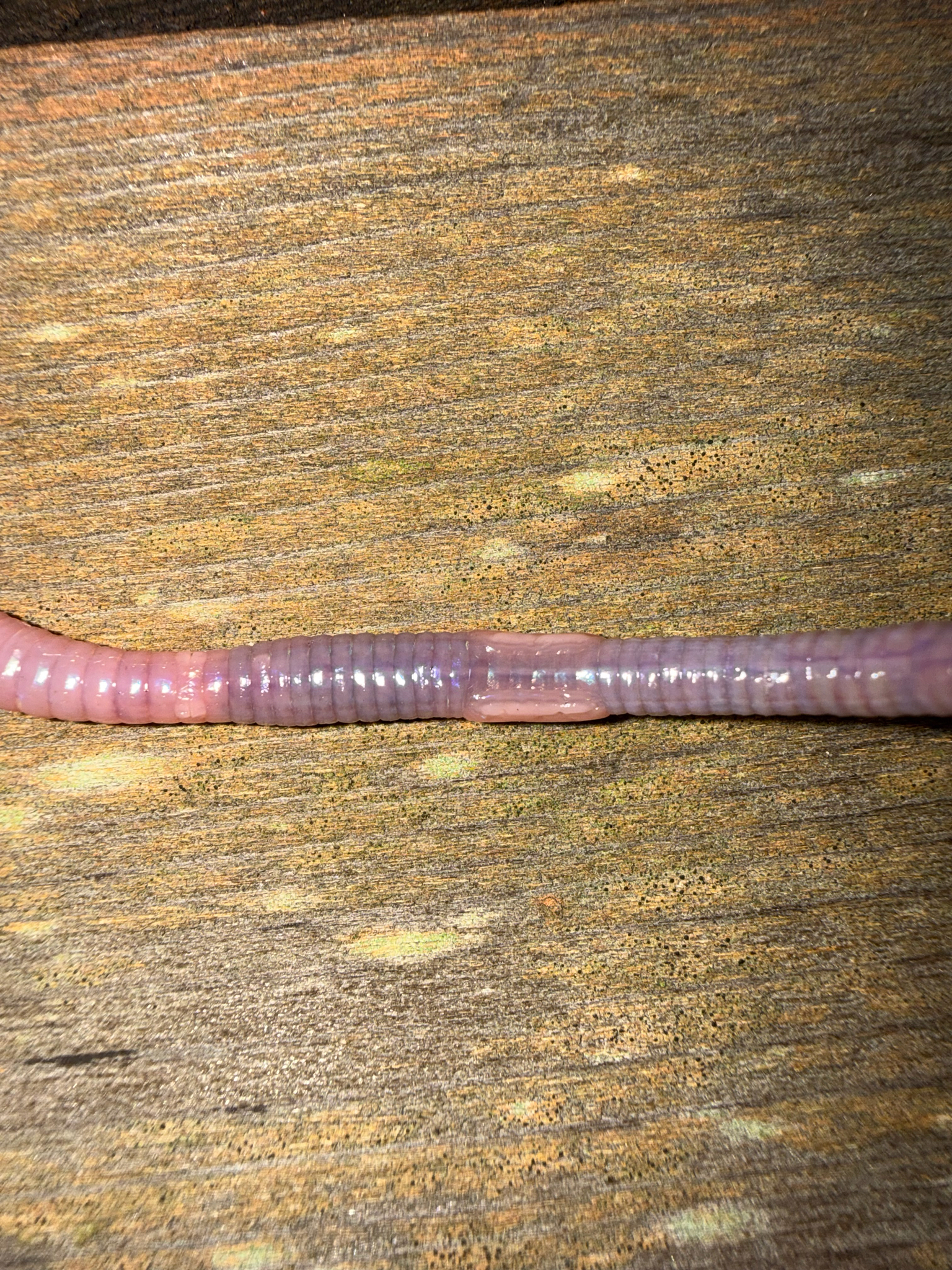 Octolasion cyaneum (Savigny, 1826)