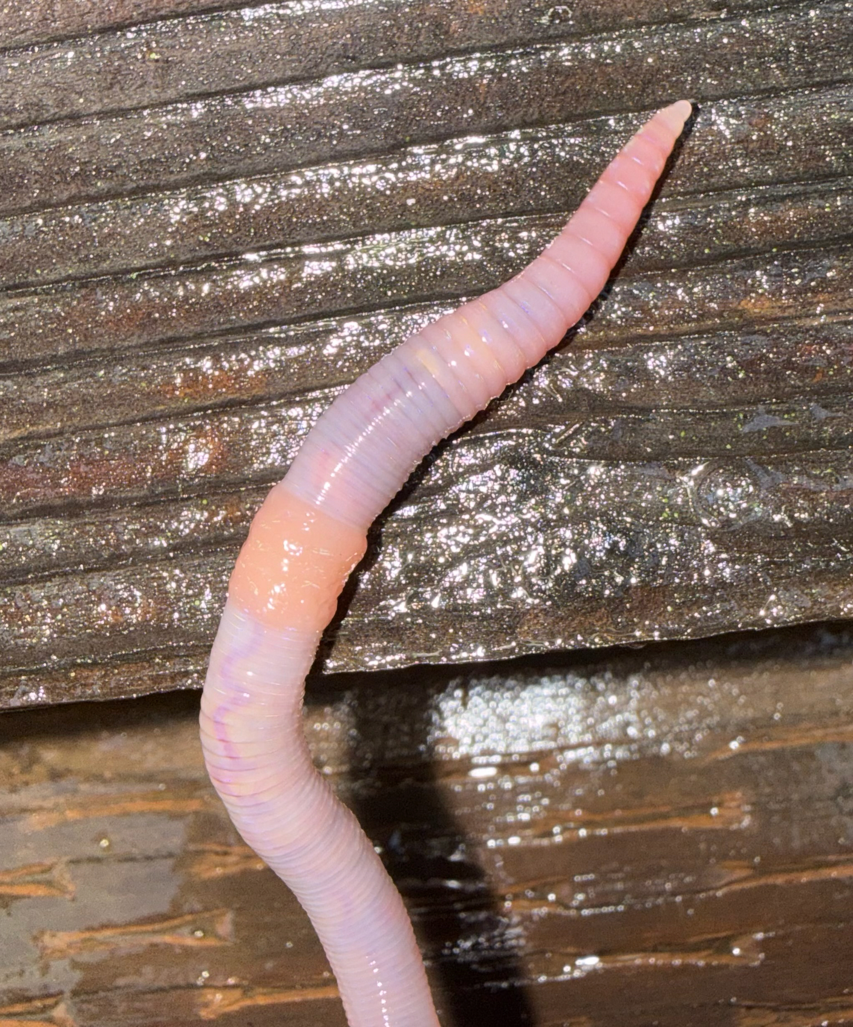 Octolasion cyaneum (Savigny, 1826)